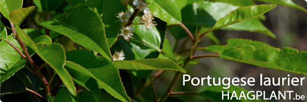 prunus lusitanica angustifolia planten kopen voor haag