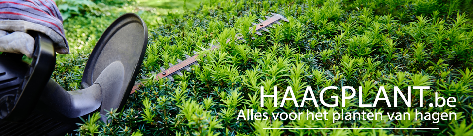 Haagplant.be